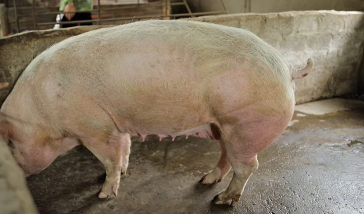 QUY TRÌNH SỬ DỤNG THỨC ĂN CAVIFEED CHO HEO