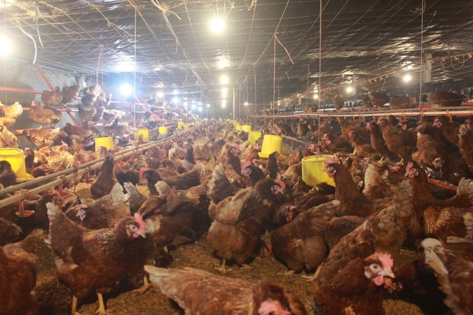 Enzyme thức ăn chăn nuôi và tình hình thị trường toàn cầu