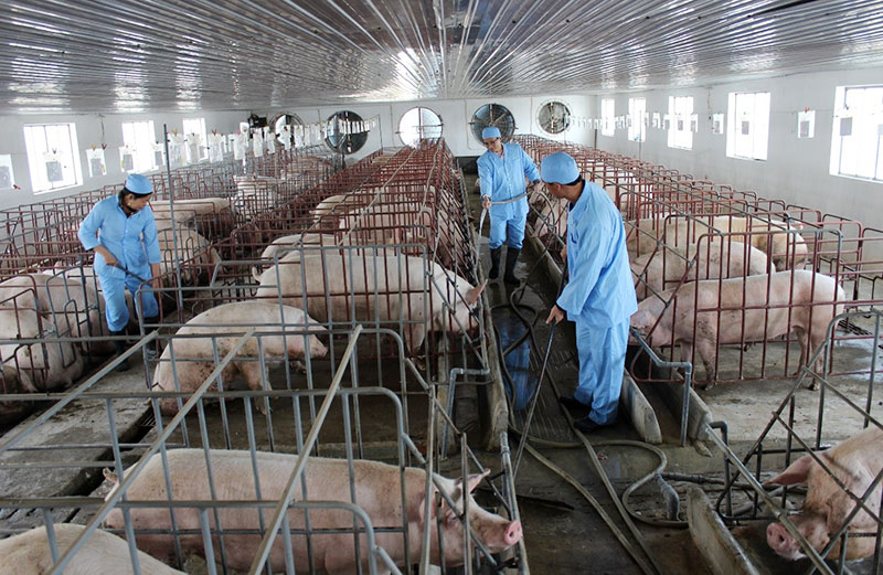 Tăng cường phòng, chống dịch bệnh trên đàn vật nuôi dịp Tết Nguyên đán Bính Ngọ 2026