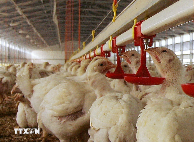 Brazil ghi nhận kỷ lục xuất khẩu thịt gia cầm và thịt lợn