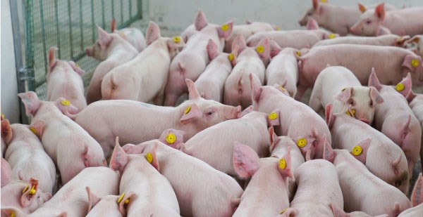 6 bệnh phổ biến nhất trên heo