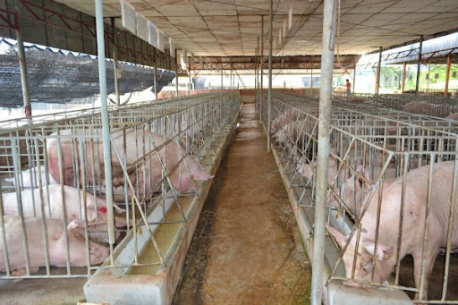 QUY TRÌNH CHĂN NUÔI AN TOÀN SINH HỌC PHÒNG, CHỐNG BỆNH DỊCH TẢ LỢN CHÂU PHI